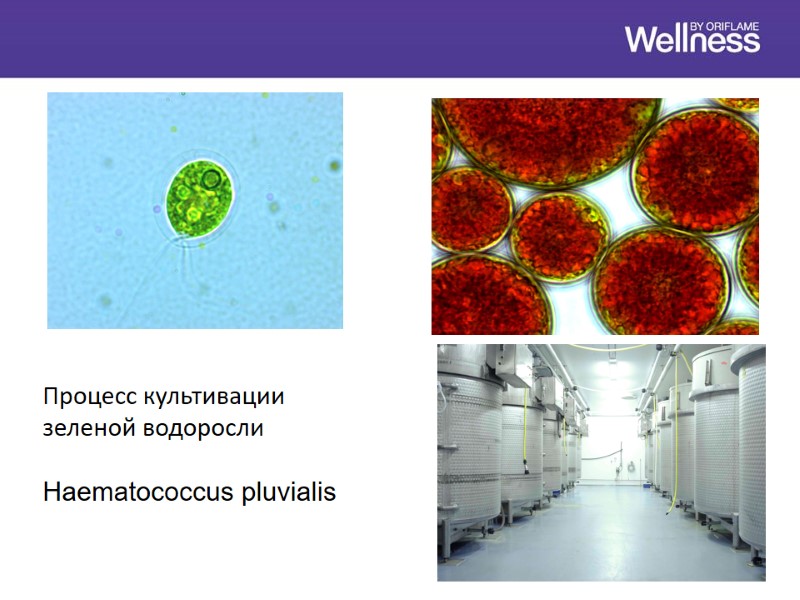Процесс культивации  зеленой водоросли  Haematococcus pluvialis